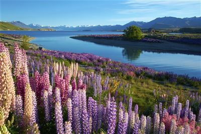 Neuseeland Lake Tekapo Sommer